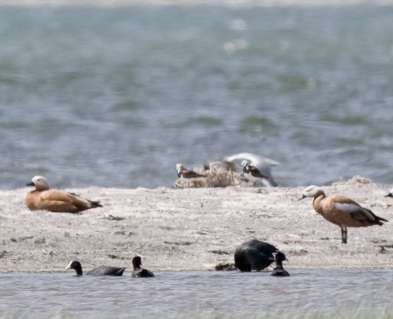 Ruddy Turnstone