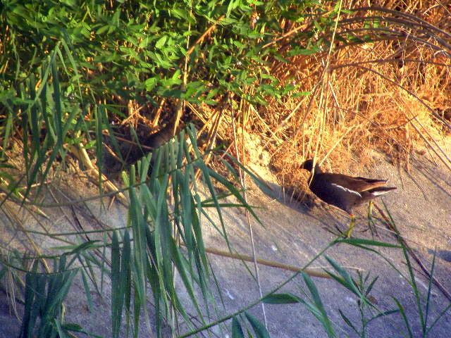 Common Moorhen