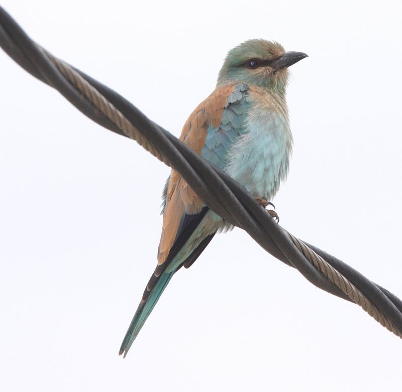 European Roller