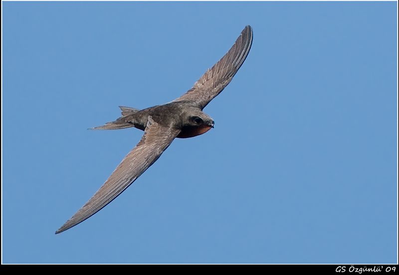 Common Swift