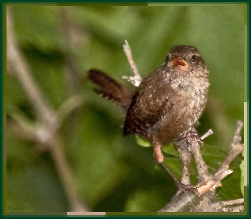 Eurasian Wren