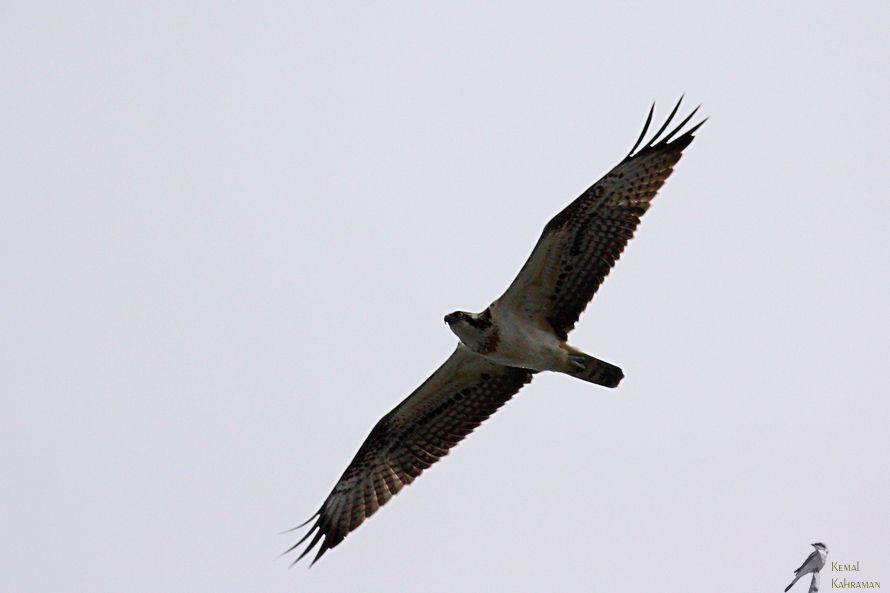 Osprey