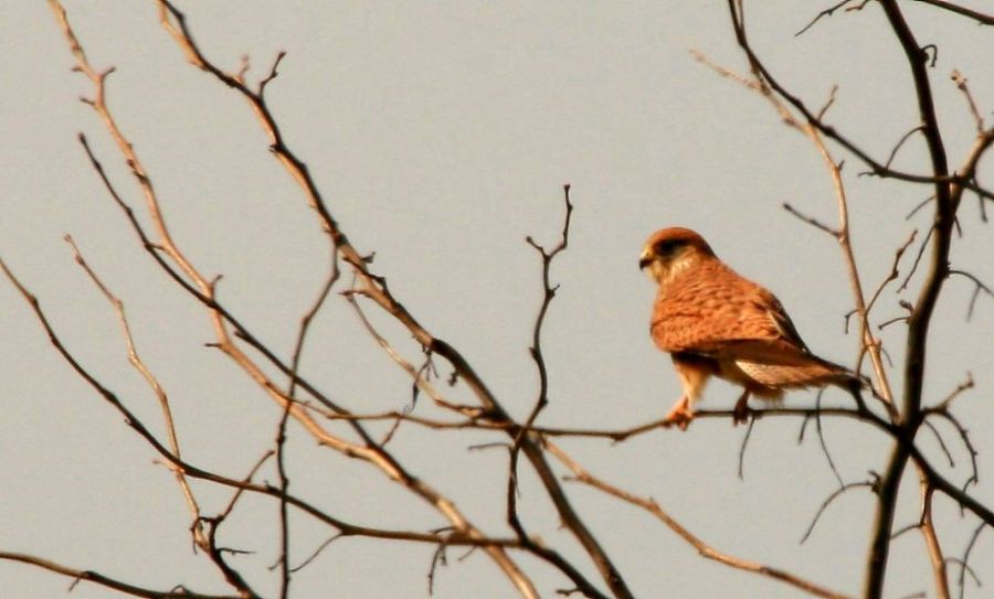 Common Kestrel