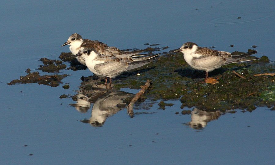 Whiskered Tern