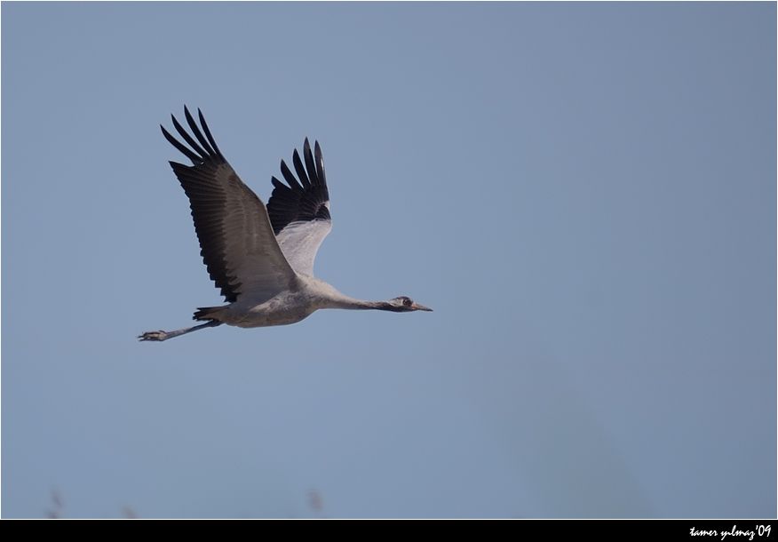 Common Crane
