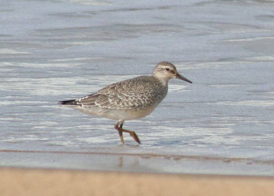Red Knot