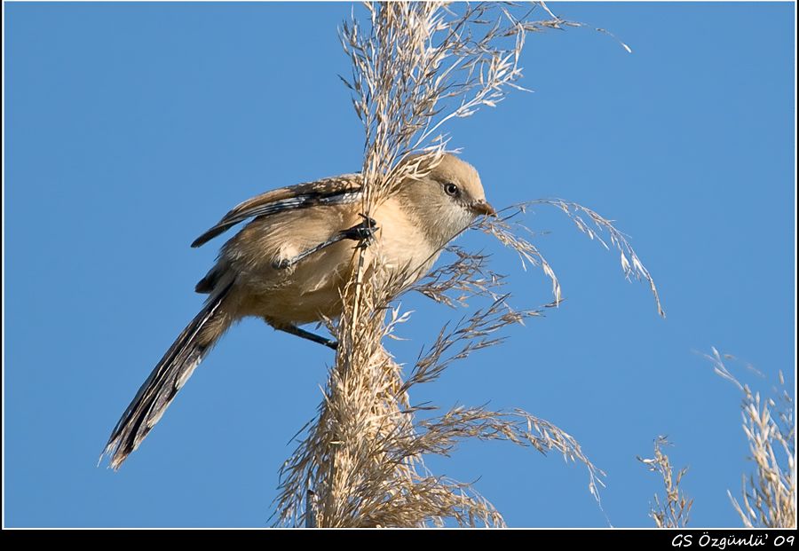 Bearded Reedling