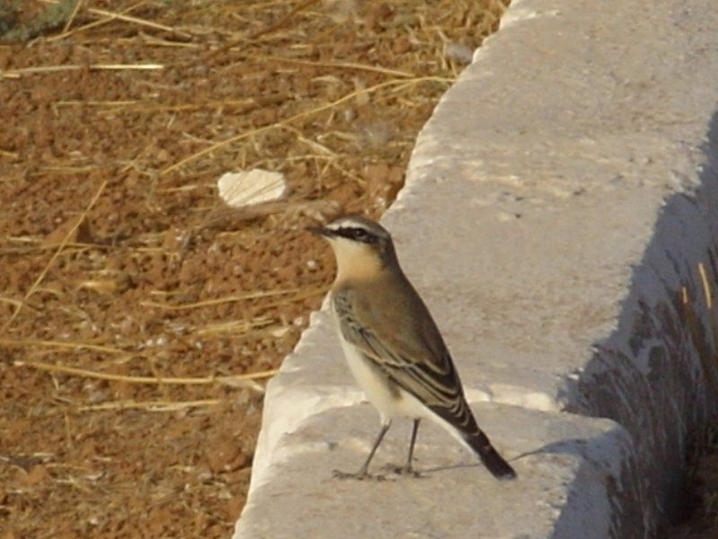 Northern Wheatear