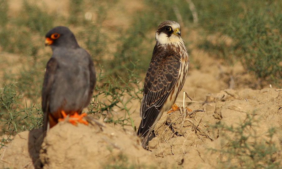 Red-footed Falcon