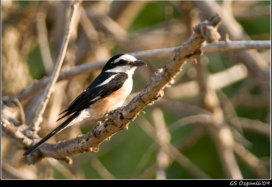 Masked Shrike
