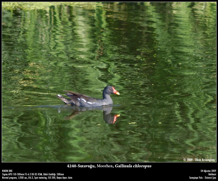 Common Moorhen