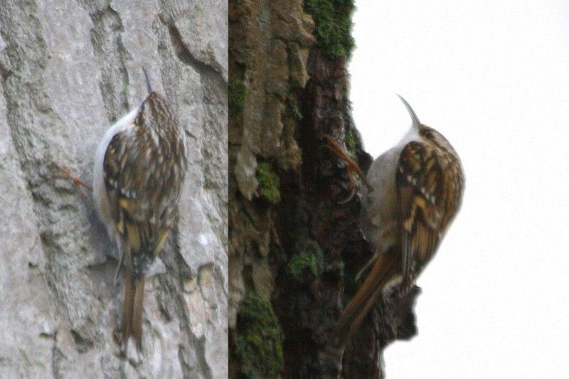 Short-toed Treecreeper