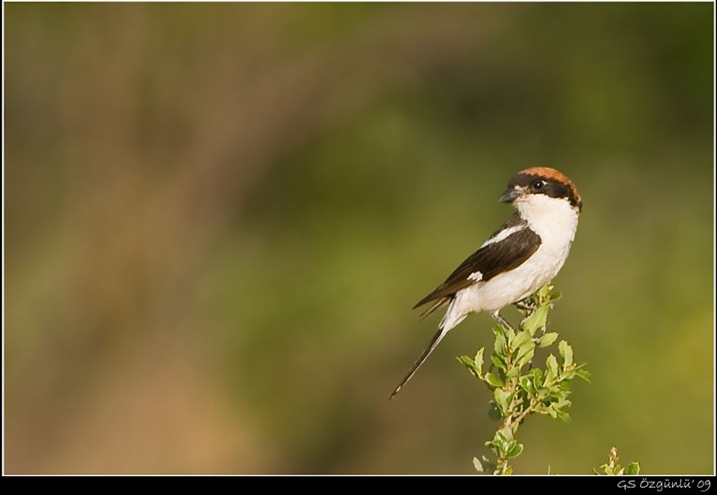 Woodchat Shrike