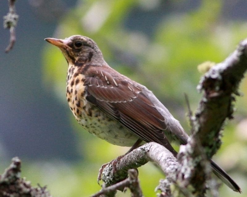 Fieldfare
