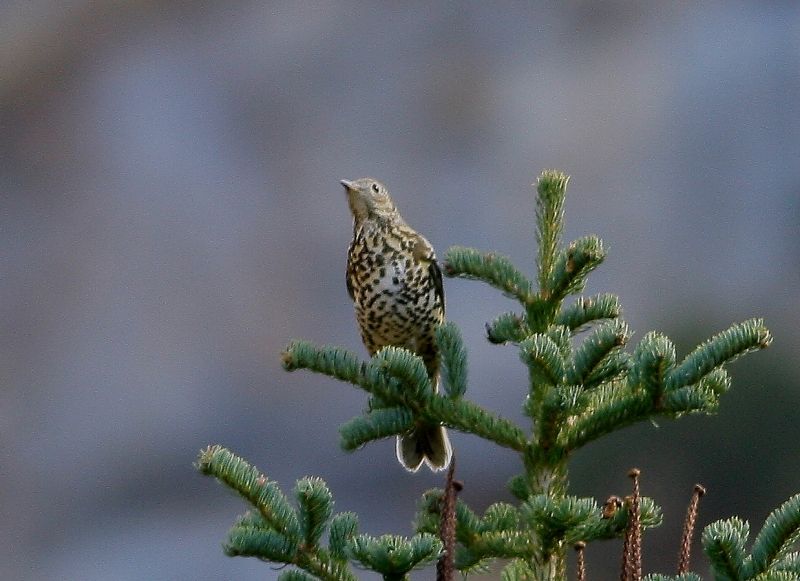 Mistle Thrush