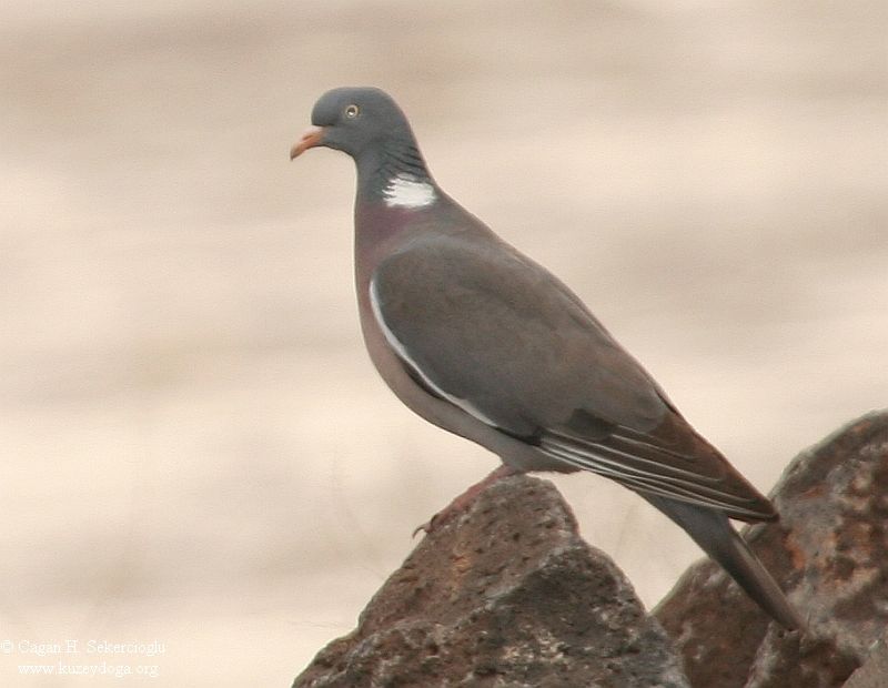 Common Wood Pigeon