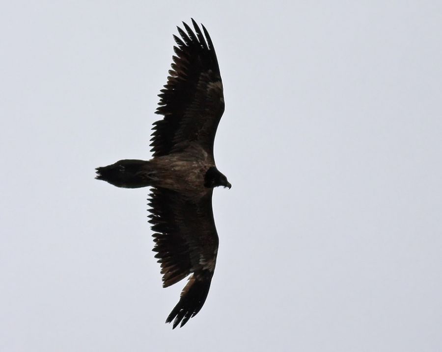 Bearded Vulture