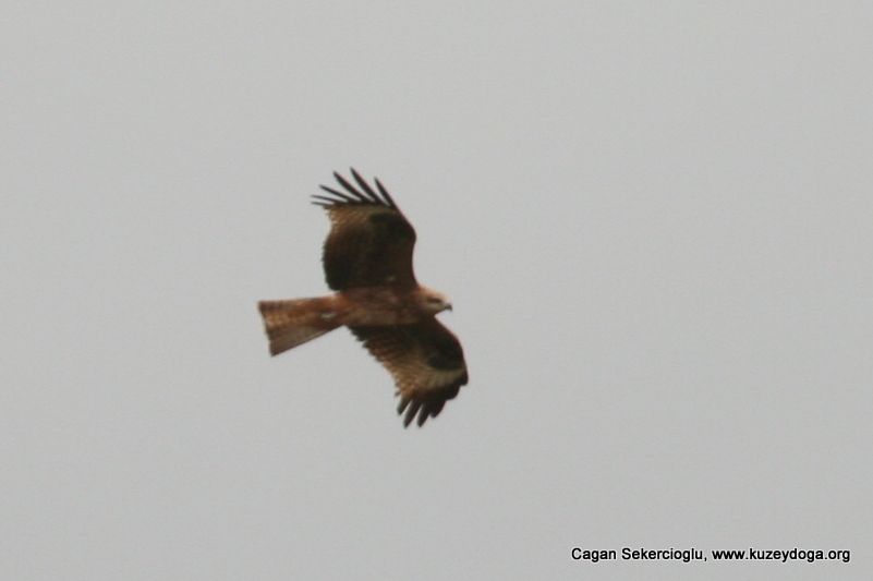 Black Kite