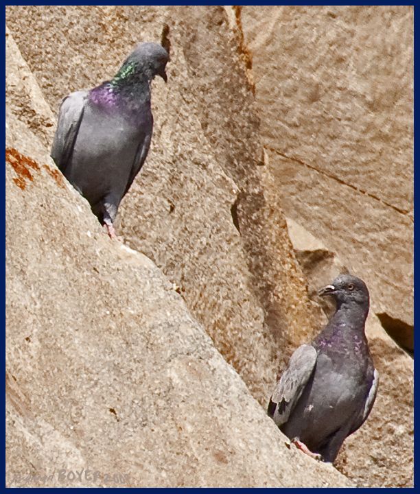 Rock Dove