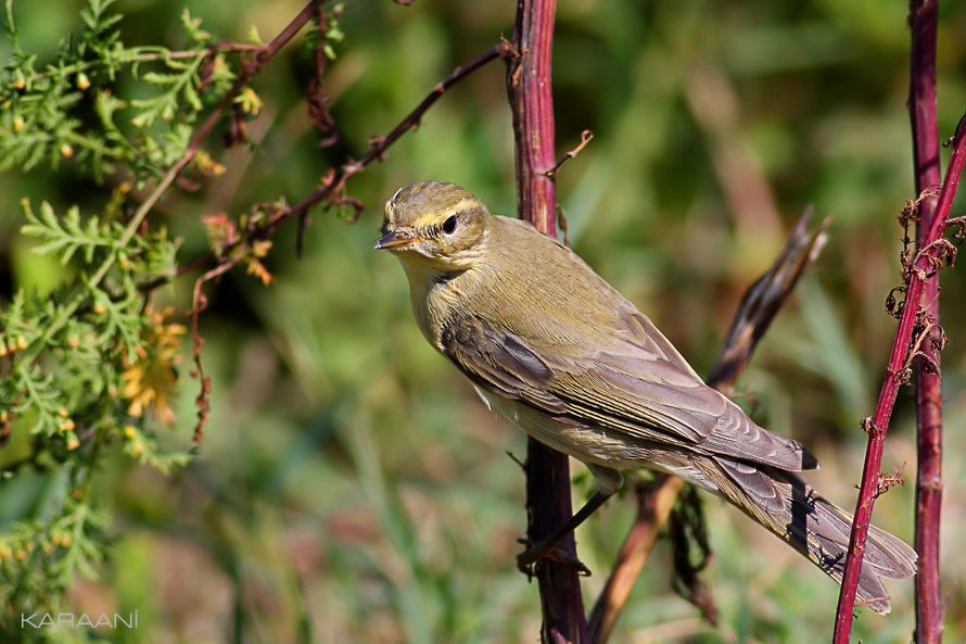 Willow Warbler