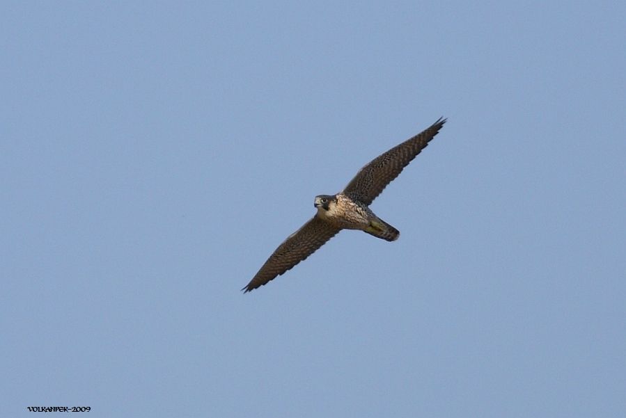 Peregrine Falcon