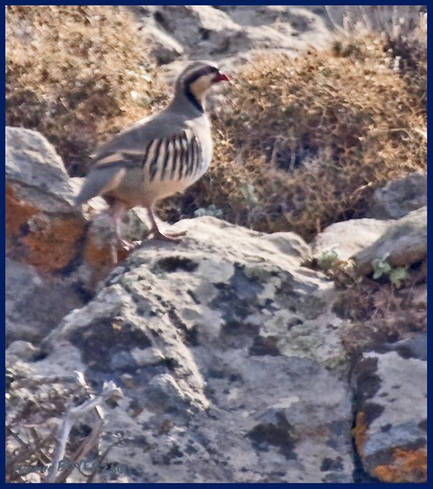 Chukar Partridge