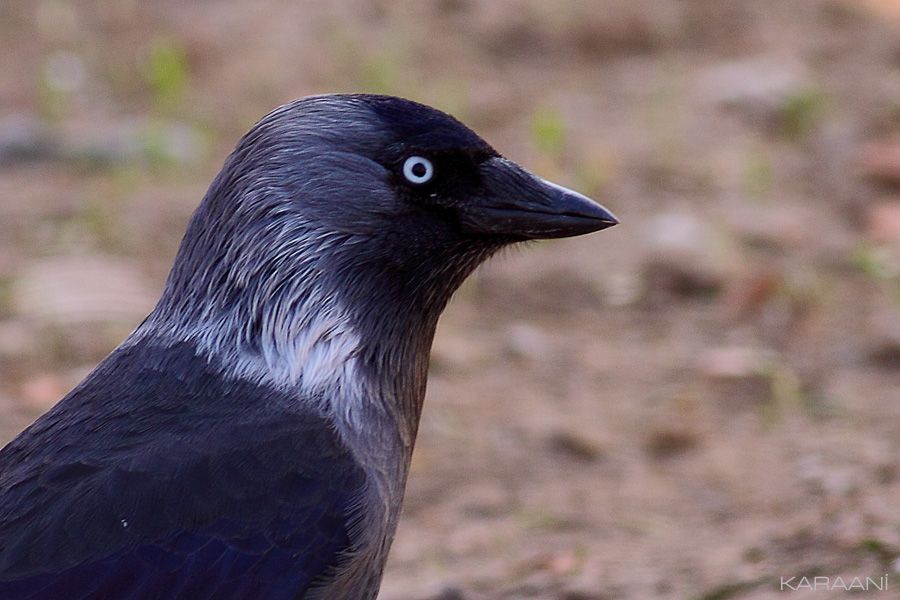 Western Jackdaw