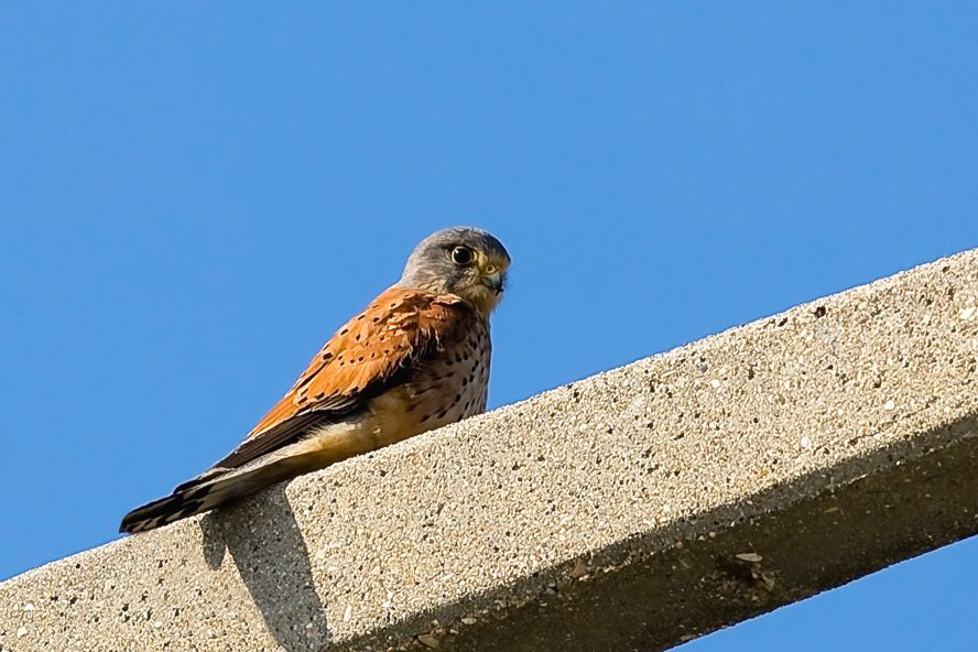 Common Kestrel