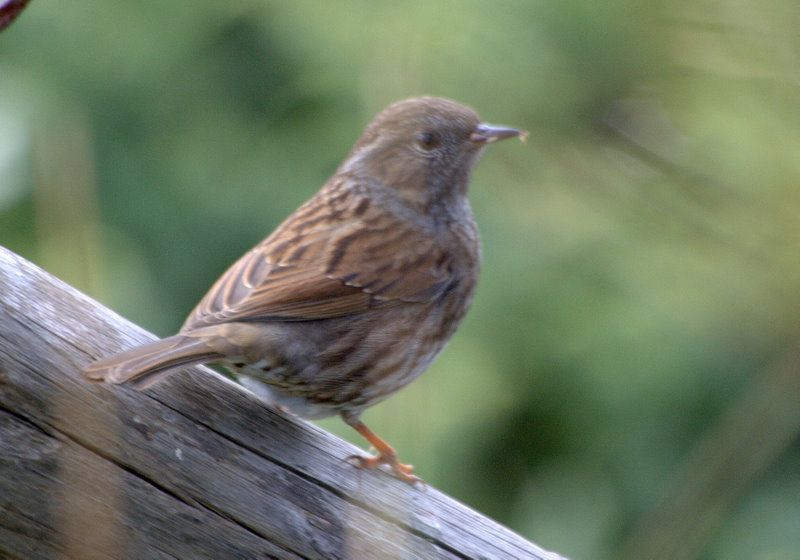 Dunnock