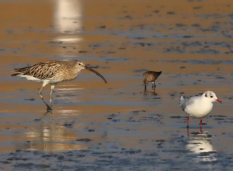Eurasian Curlew