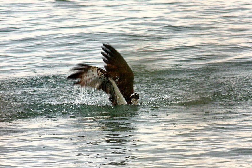 Osprey