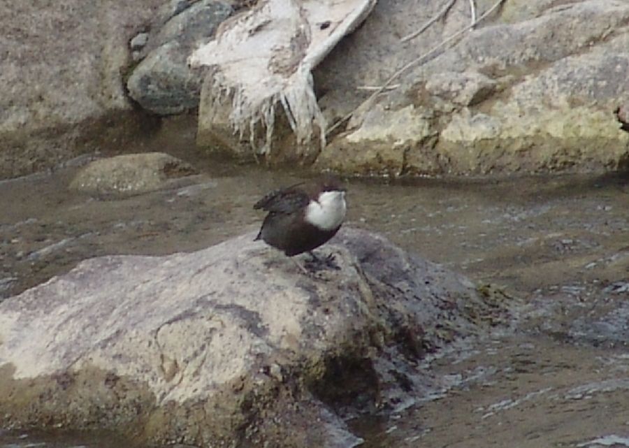 White-throated Dipper