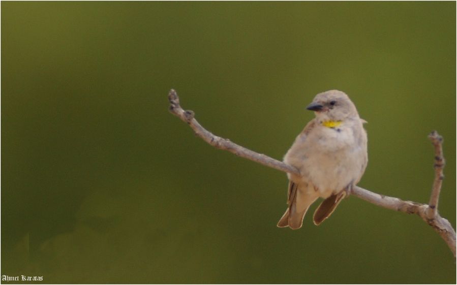 Yellow-throated Sparrow