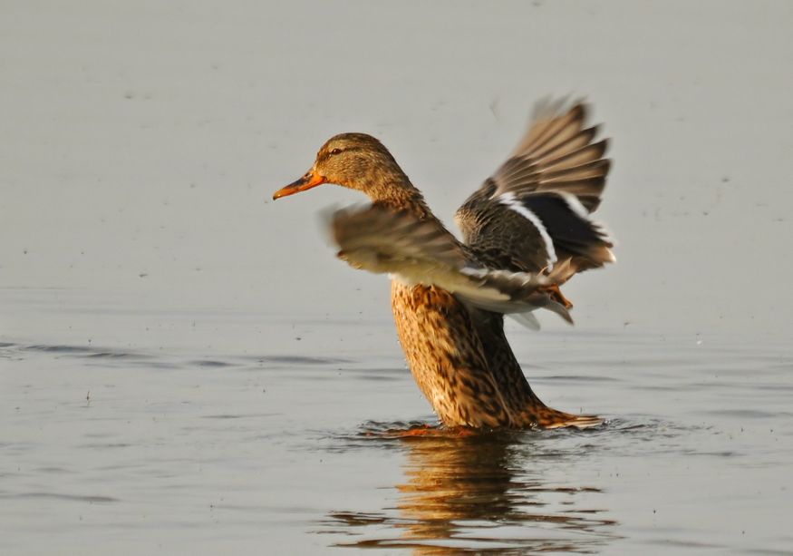 Mallard