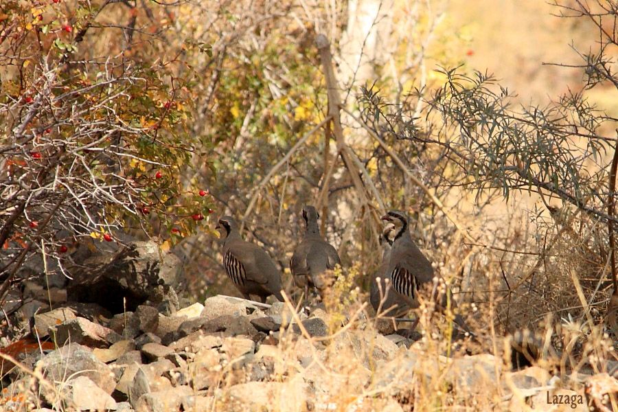 Chukar Partridge