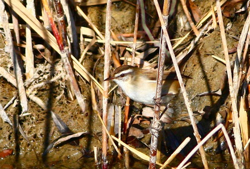 Moustached Warbler