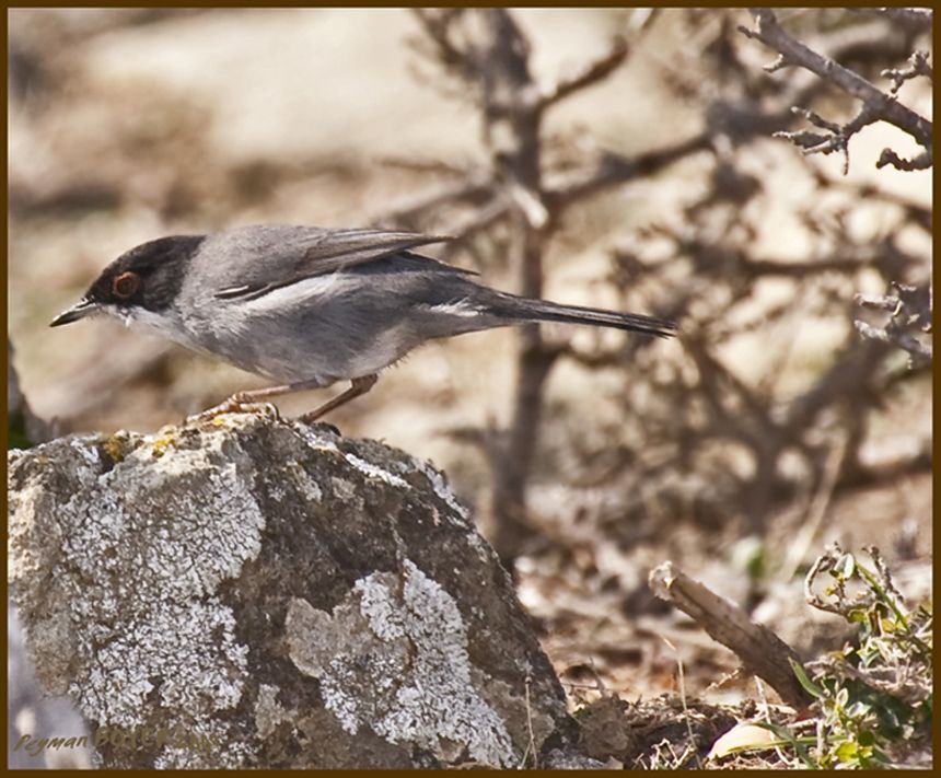Sardinian Warbler