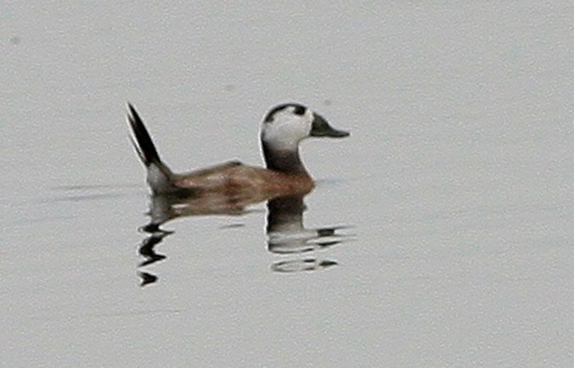 White-headed Duck