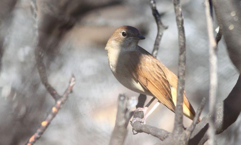 Common Nightingale