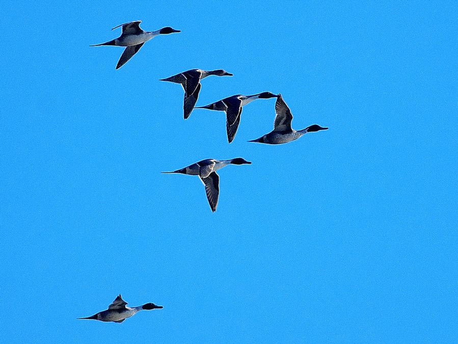Northern Pintail