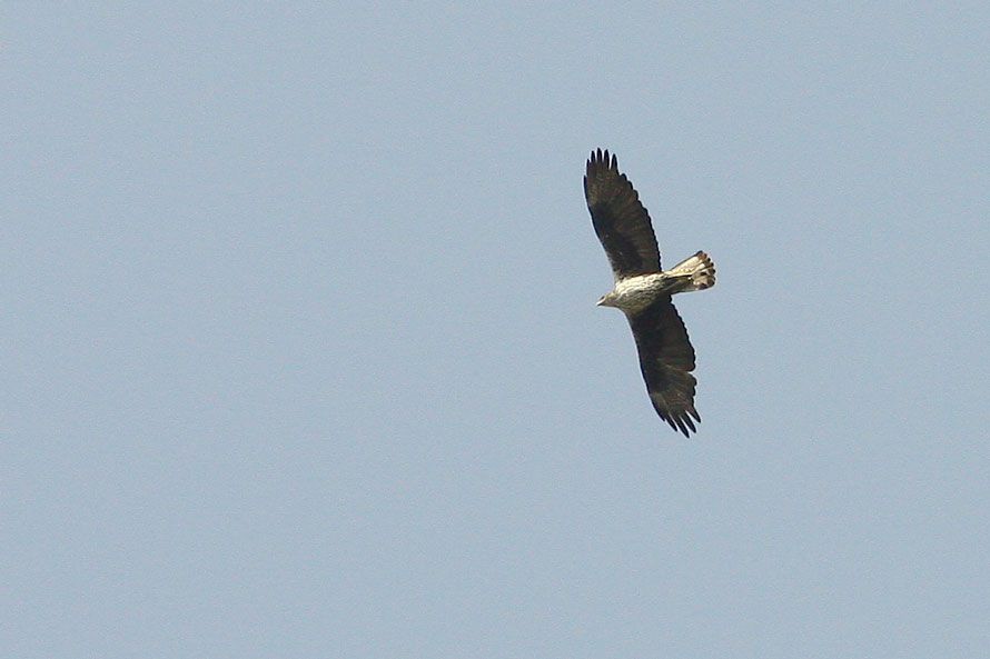 Bonelli`s Eagle