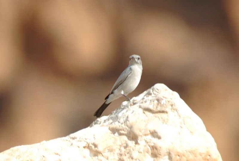 Blackstart