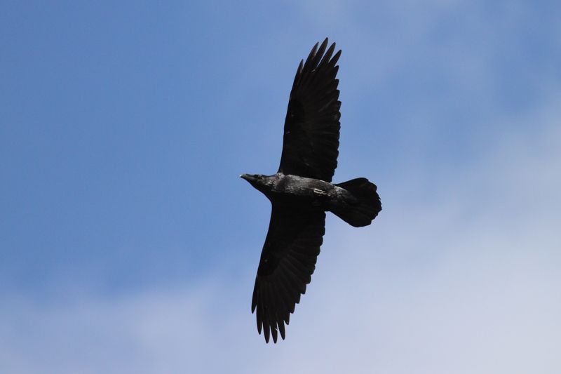 Northern Raven