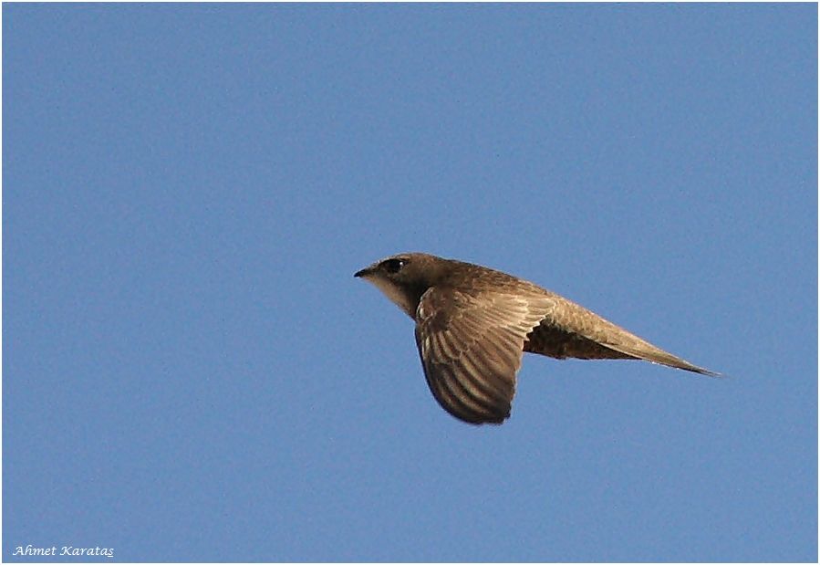 Pallid Swift