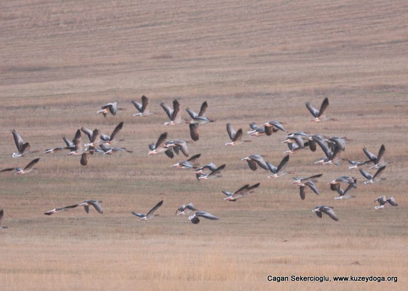Greylag Goose