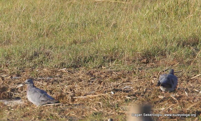 Stock Dove