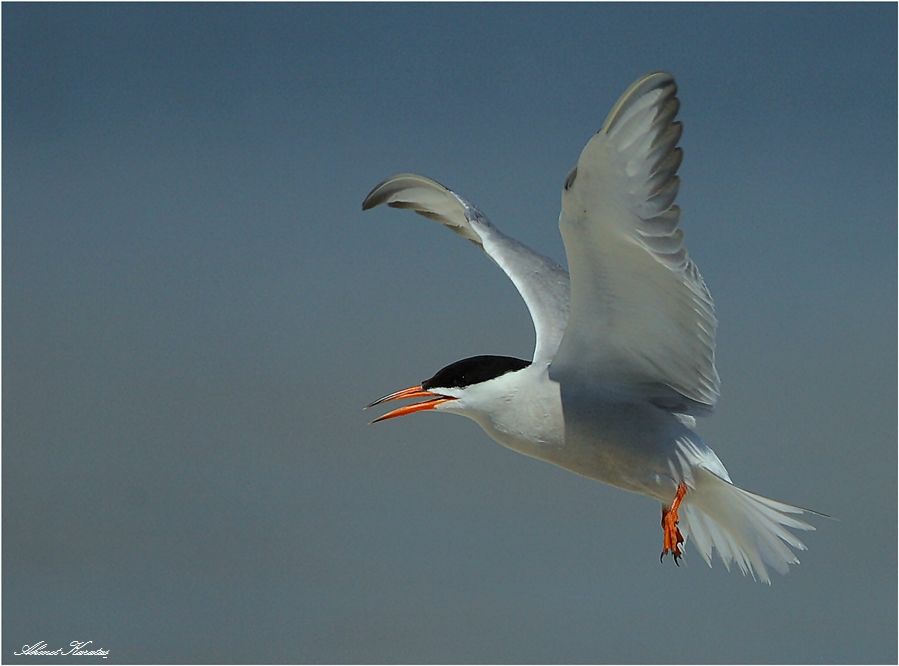 Common Tern
