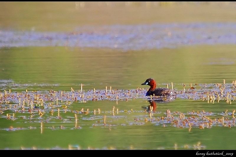 Little Grebe