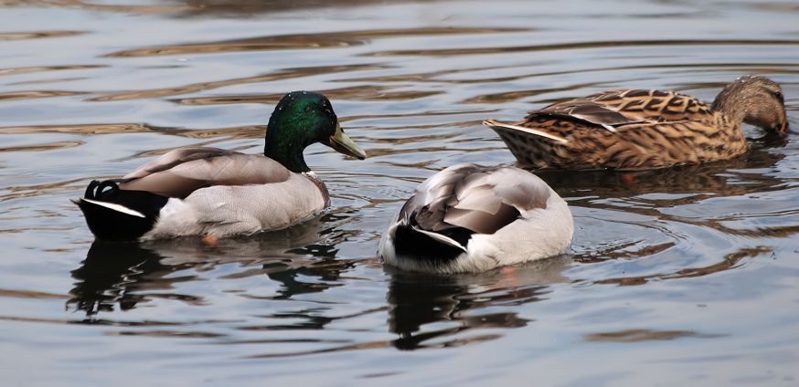 Mallard