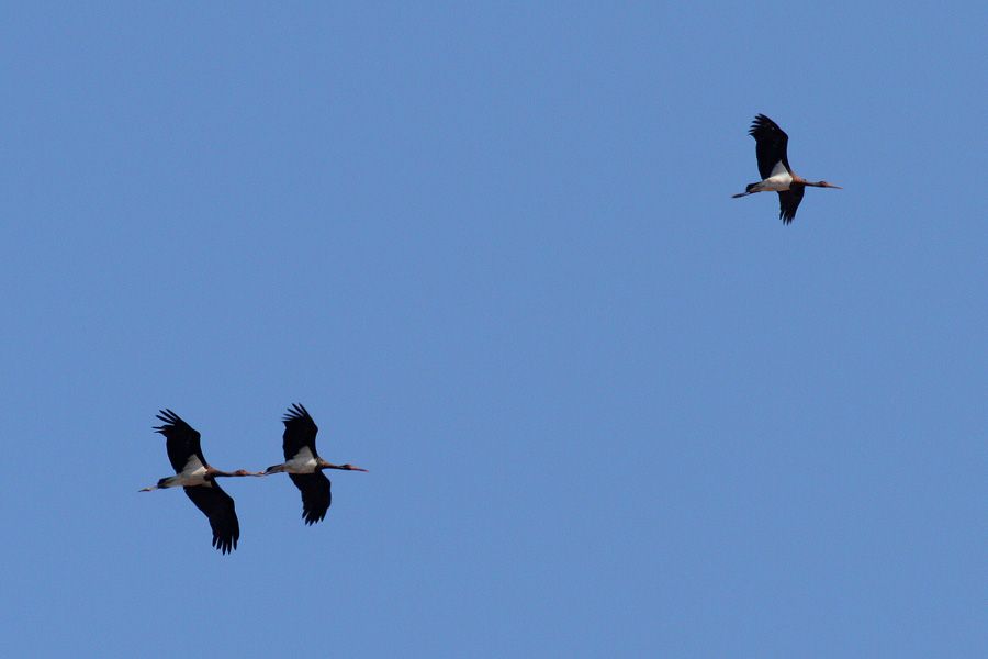 Black Stork